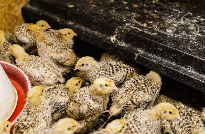 幼小的鹌鹑在一个专门为小动物准备的盒子里长大