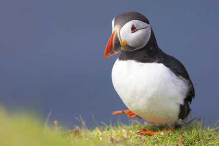 海雀科的鸟图片