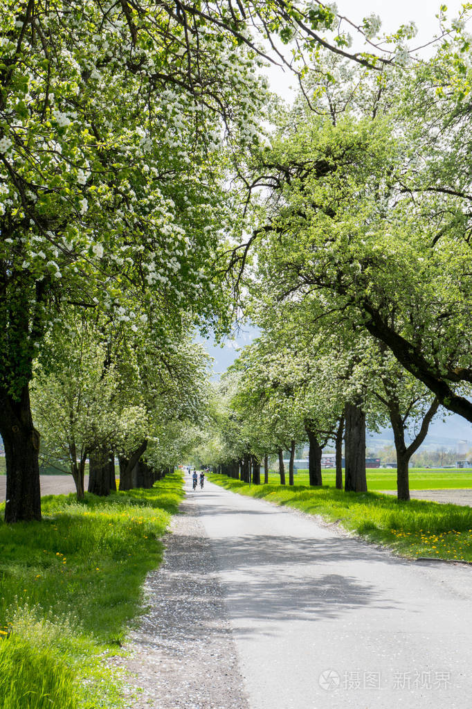 人们骑着自行车沿着一条有着春天树木的乡间小路