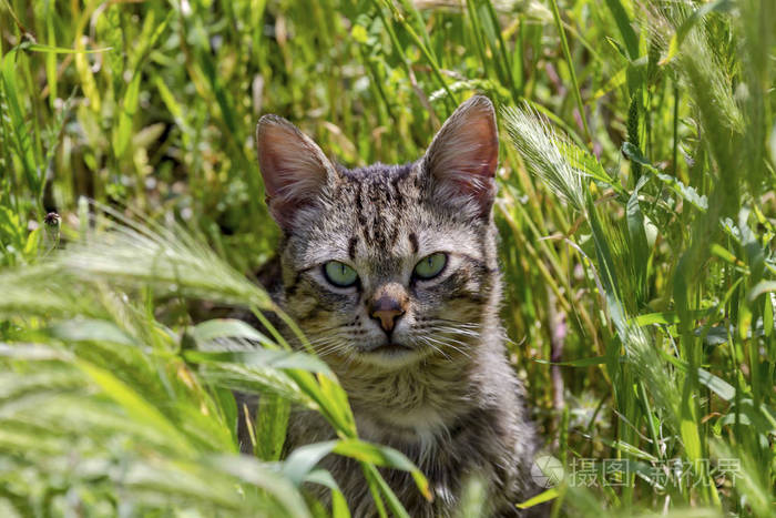 一只绿眼睛猫的肖像特写