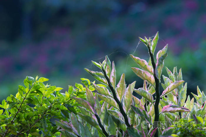 植物区系 森林 真核生物 季风 季节 春天 秋天 植物 植被