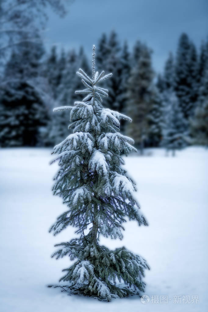 一棵天然的松树孤零零地躺在雪地里