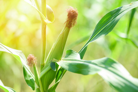 新场景的阳光玉米地里的新鲜玉米芯阳光和绿色摄影图