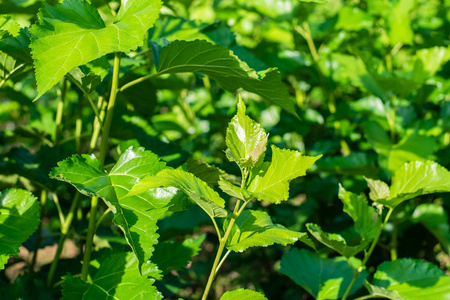 桑树农场图片-桑树农场素材-桑树农场插画-摄图新视界