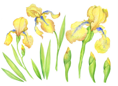 一组黄色的鸢尾,花,芽,叶.水彩手绘插画设计.照片