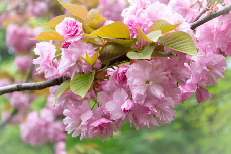 春天樱花盛开,粉色的花朵水彩木兰枝叶.