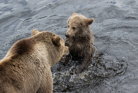 北极熊.堪察加熊.照片