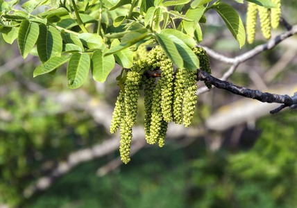 榛花摄影图 榛花图片大全 榛花照片 摄图新视界 榛花摄影图 榛花图片大全 榛花照片 摄图新视界