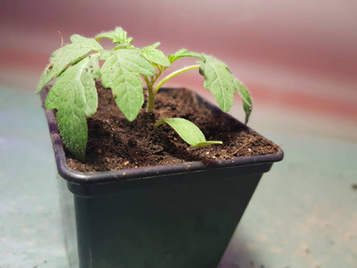 苗木-非常漂亮的番茄幼苗或盆栽番茄照片