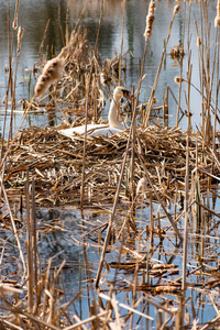 天鹅湖鸟巢中的野生白天鹅图片