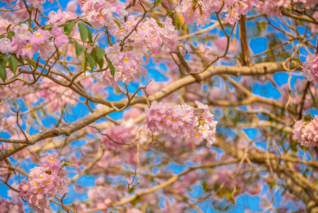 蔷薇是一种粉红色的新热带树种图片