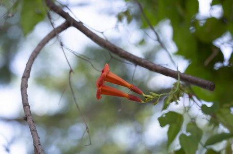 常用名粉红色喇叭树粉红色tecoma玫瑰喇叭树泰国农村的水牛美丽的