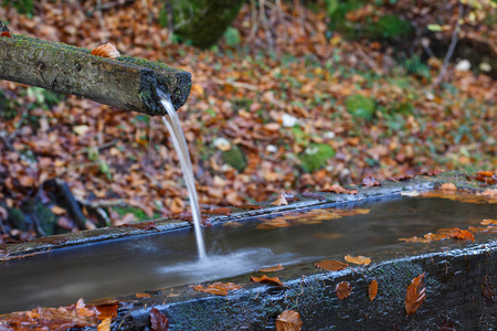 雨水灌溉小树图片