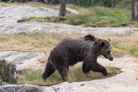 北极熊.堪察加熊.照片
