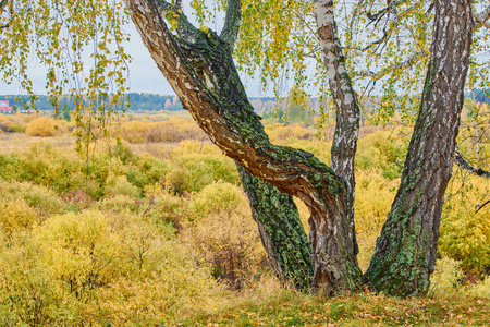 白桦树秋天图片