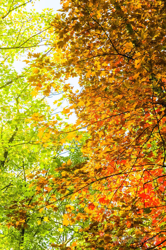 秋色自然景物背景户外绿树成荫