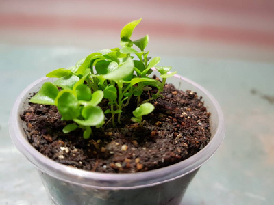 美女爬山虎苗图片