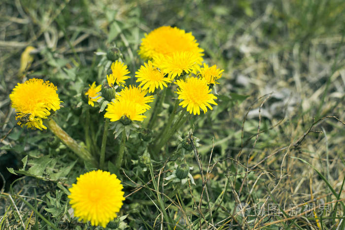黄花蒲公英leontodon春天的第一朵花在绿色的草地上