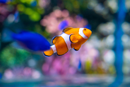 菲律宾的小丑鱼尼莫家庭法兰克福动物园著名的尼莫小丑鱼特写镜头,g