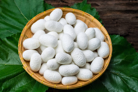 茧丝绸蝴蝶图片