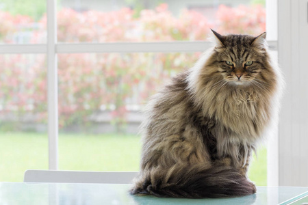 西伯利亚猫孤立图片