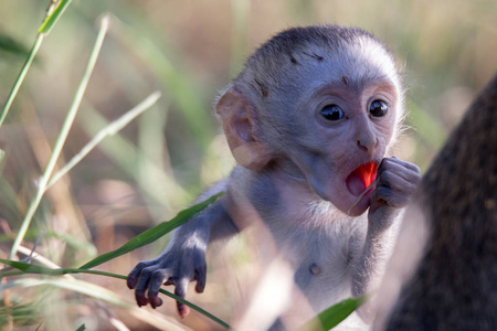 张嘴的小猴子照片