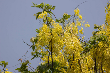 小黄花或决明子瘘管花图片