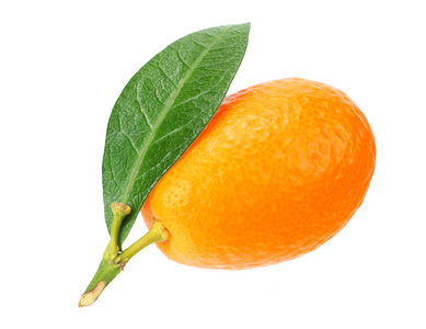 小金桔one cumquat or kumquat with leaf isolated on white back