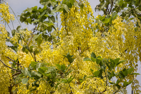 小黄花或决明子瘘管花图片