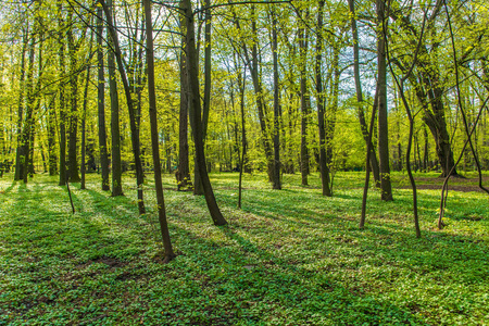春天的天然绿色木材.春季照片