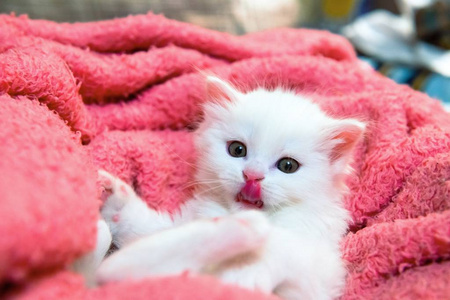 小白猫猫宠物动物家庭爱好图片