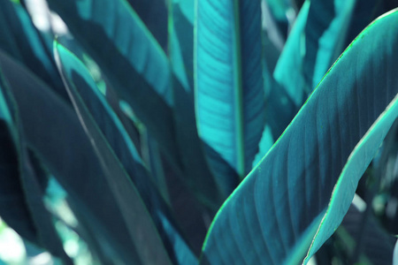 热带树叶的蓝色背景效果图片