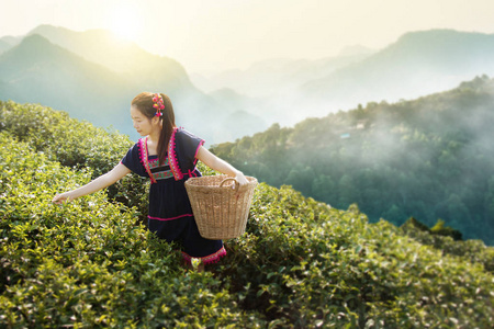 古村女人茶花图片