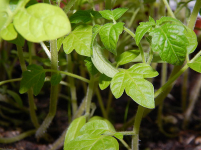 植物灌木丛生长在盆栽特写图片