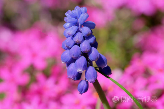 美丽明亮的小春花照片-正版商用图片2iqn2d-摄图新视界