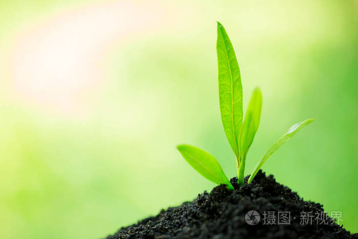 苗木和肥沃的土壤模糊的绿色背景与阳光