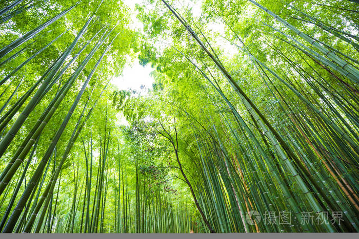 京都荒山翠竹林背景照片 正版商用图片2iqwn6 摄图新视界