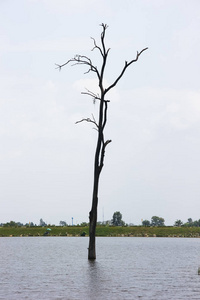 阴天水库一棵枯树图片