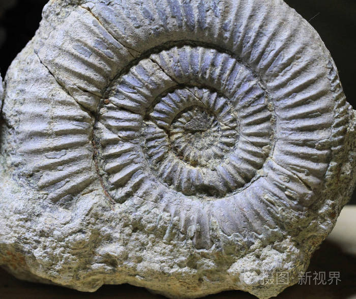 菊石化石结构