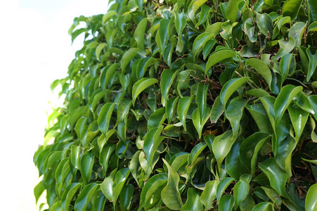 榕树叶图片-榕树叶素材-榕树叶插画-摄图新视界