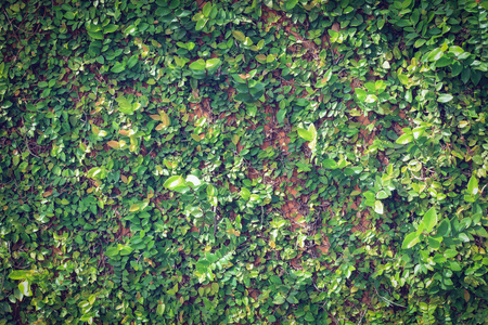 绿叶常春藤自然墙面纹理背景图片