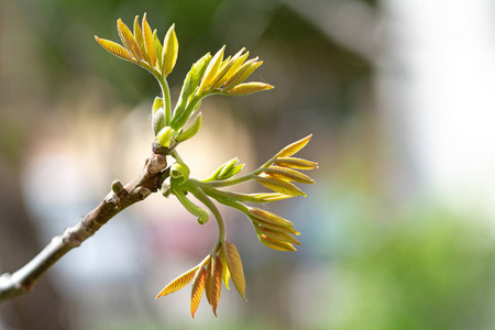 核桃芽核桃树的嫩芽——花园里的春天照片