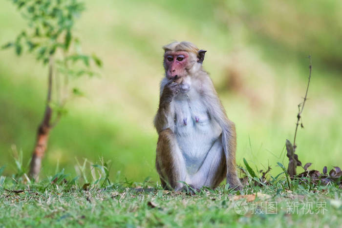 斯里兰卡的雌性猕猴
