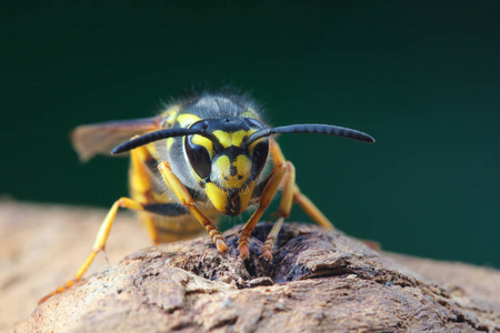 危险有毒德国黄蜂画像图片