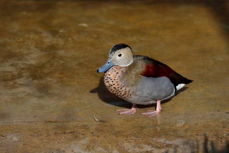 五彩斑斓雄环青鸭全身照片