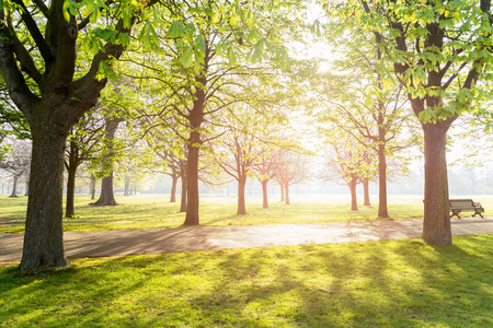 清晨,公园里有阳光和阴影的树.照片