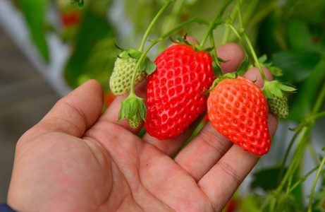 草莓种温室照片