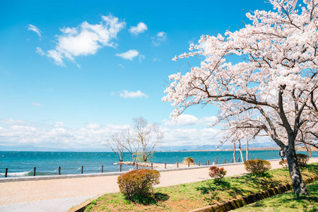 日本志贺的琵琶湖樱花盛开图片