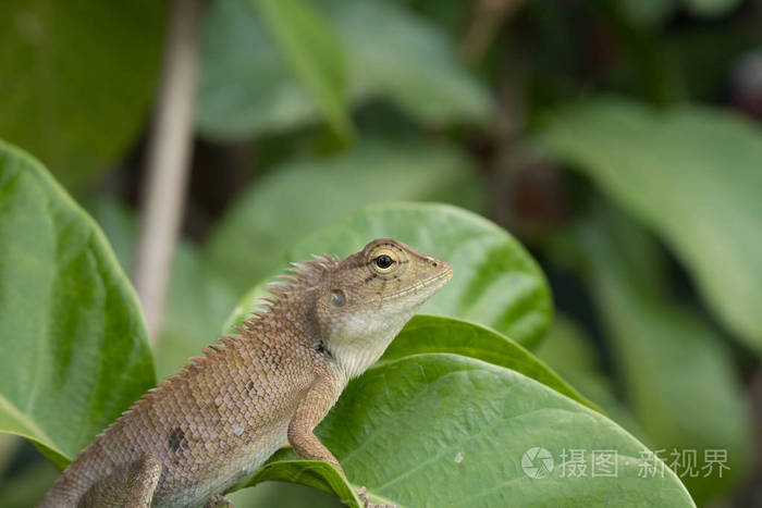 特写变色龙红头蜥蜴或印度蜥蜴