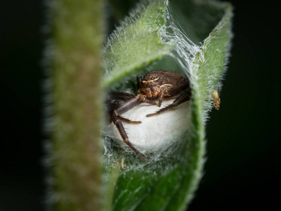 塔拉克一只雌性蟹蛛保护她的巢穴科瑞拉克涅德普雷塔(c.l.